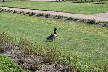 duck on the grass in the Park
