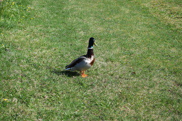 duck on the grass in the Park