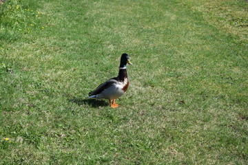 duck on the grass in the Park