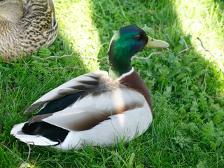 duck resting on the grass