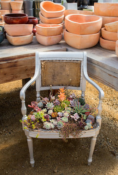 Old chair filled with succulents