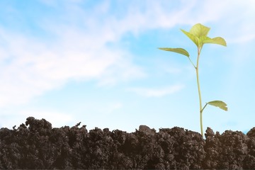 Growth of new life on  background