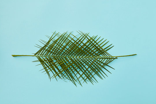 composition of green palm leaves