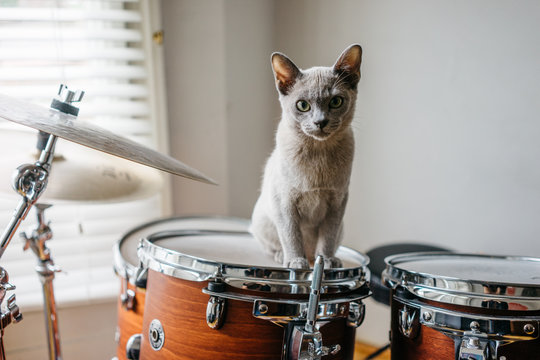 Cheeky kitten sitting on drumkit