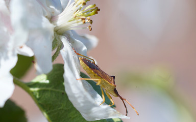 Lederwanze im Garten 01