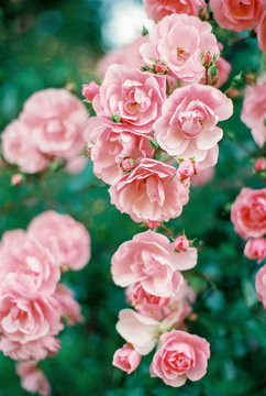 rose dream