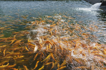 Feeding rainbow trout breed Adler amber in the pond. Splashes of water from the movement of fish. Sunny day