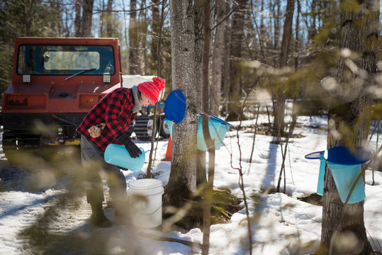 Girl in maple forest helps maple syrup production collecting sap
