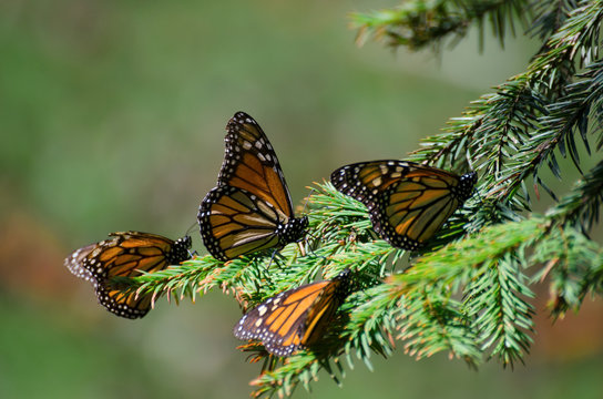 Monarch butterflies among pine tree branches