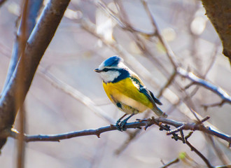 Eurasian blue tit