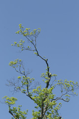 Laub des Bergahorns im Frühling