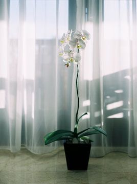 Clean comfortable orchids in sunlight transilluminated window background . shot by 120 films