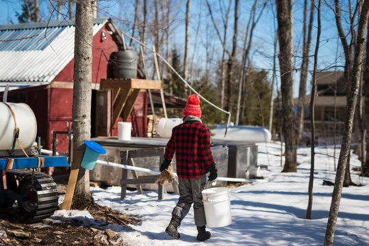 Girl walks through maple syrup farm carrying bucket of sap and stuffed animal