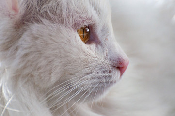 white cat
