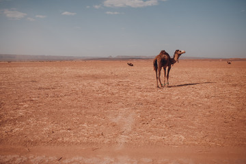 Camels in the desert. Excursion on camel concept.