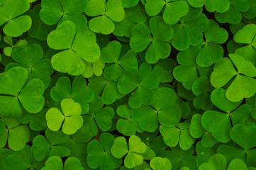 Texture, background of green plants in the forest. 