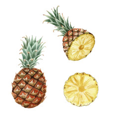 hand drawn brigt colorful watercolor pineapple isolated on white background. whole fruit and slice