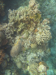 Obraz na płótnie Canvas Arrecife de coral