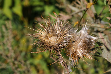 Fruchtstand der Kratzdiestel, Cirsium arvense