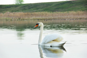 Swan. Beautiful swan on the water. Beautiful bird