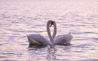 Couple of caressing white swans on the lake.
