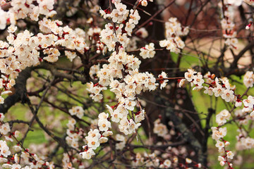 Flowering tree. The tree blooms in the spring