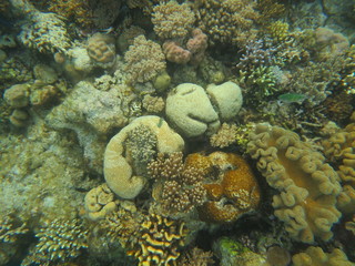 Plakat Arrecife de coral