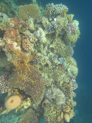 Obraz na płótnie Canvas Arrecife de coral