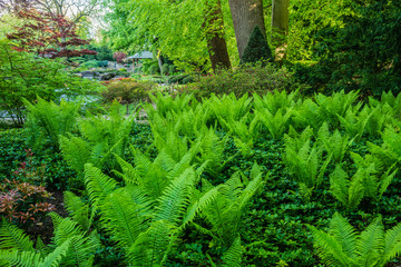 D, Bayern, Augsburg, Botanischer Garten, Japanischer Garten im Frühjahr