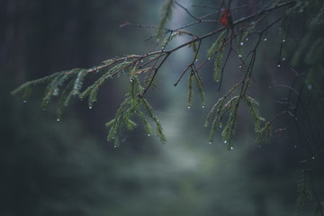 tree in water