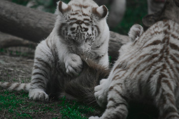 white tigers
