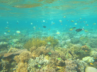 Arrecife de coral
