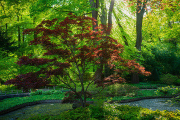 D, Bayern, Augsburg, Botanischer Garten, Japanischer Garten im Frühjahr