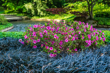 D, Bayern, Augsburg, Botanischer Garten, Japanischer Garten im Frühjahr