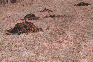 daylight. manure lies on the field. fertilizer without chemical additives. all natural.