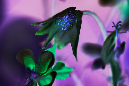 Surreal colored columbines in bloom