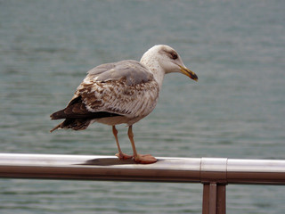 Gaviota posada en una barandilla oteando el mar