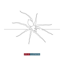 Continuous line drawing of spider. Template for your design works. Vector illustration.