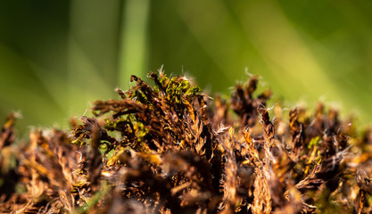 Haufen verwelkter Pflanzen in bräunlichen Farben Hintergrund