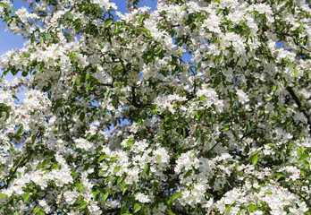 white-pink flowers blooming fruit trees
