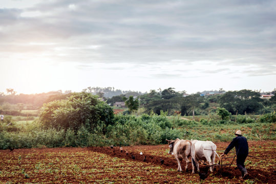 Farmer and Oxen Plow Tobacco Field.