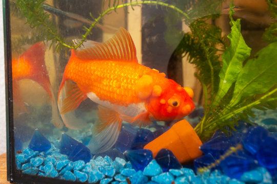 Sick goldfish with bumbs on its scale, fish bowl