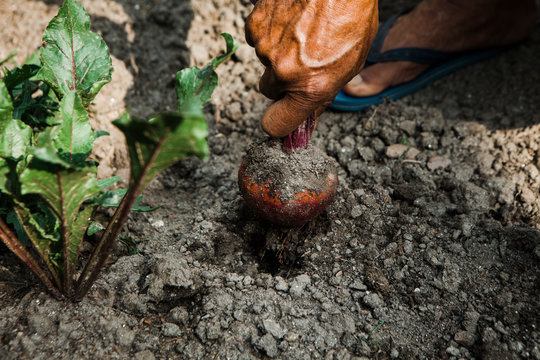 Hand unrooting a beetroot fresh out of soil.