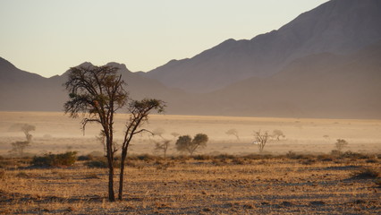 Bruma matinal en el desierto