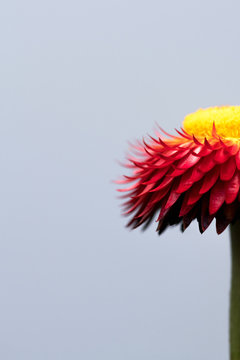 One Half Of A Scarlet Flower