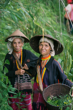 Karen villagers harvest vegetables and herbs