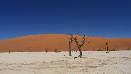 Árboles en el desierto