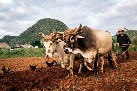 Farmer and Oxen Plow Tobacco Field.