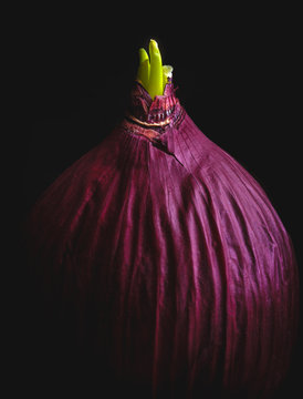 red onion preparing to bloom