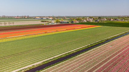 Tulip field holland mill
